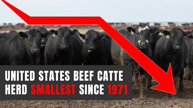 Beef Cattle Herd Shrinks to Lowest in 52 Years | Cattle Call