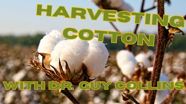 Harvesting Cotton | WAG in Focus 1/22/24