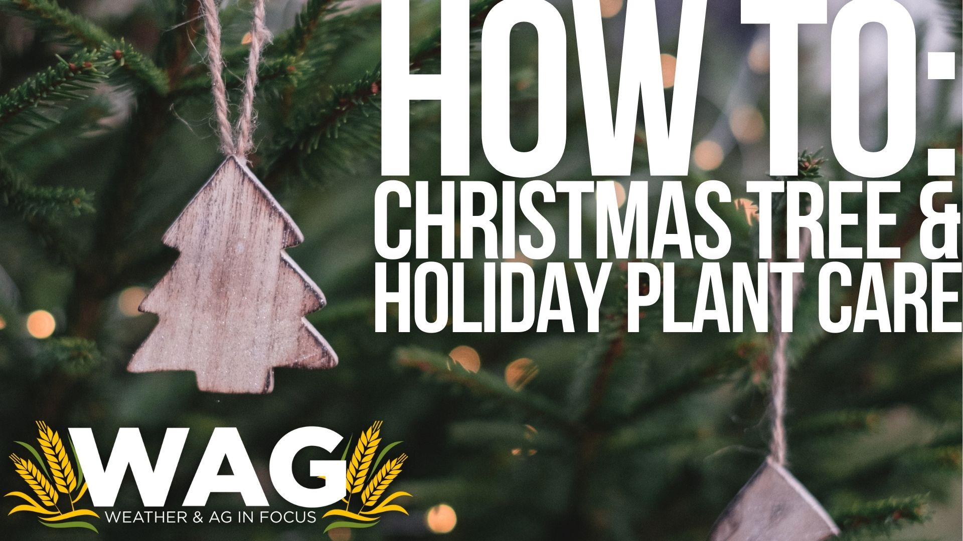 How to care for your tree and holiday plants! 12-02-22 WAG In Focus