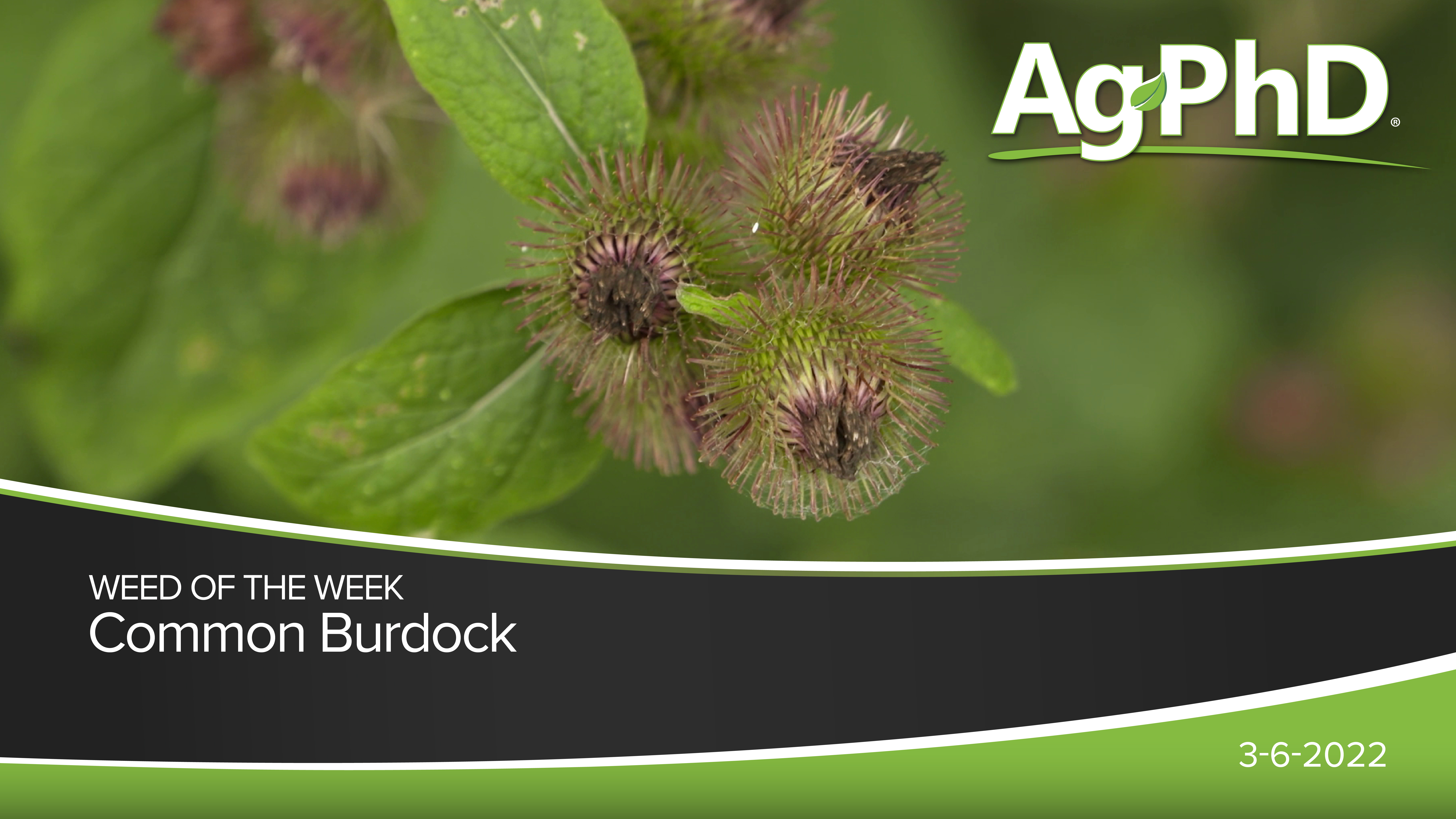 Common Burdock | Ag PhD