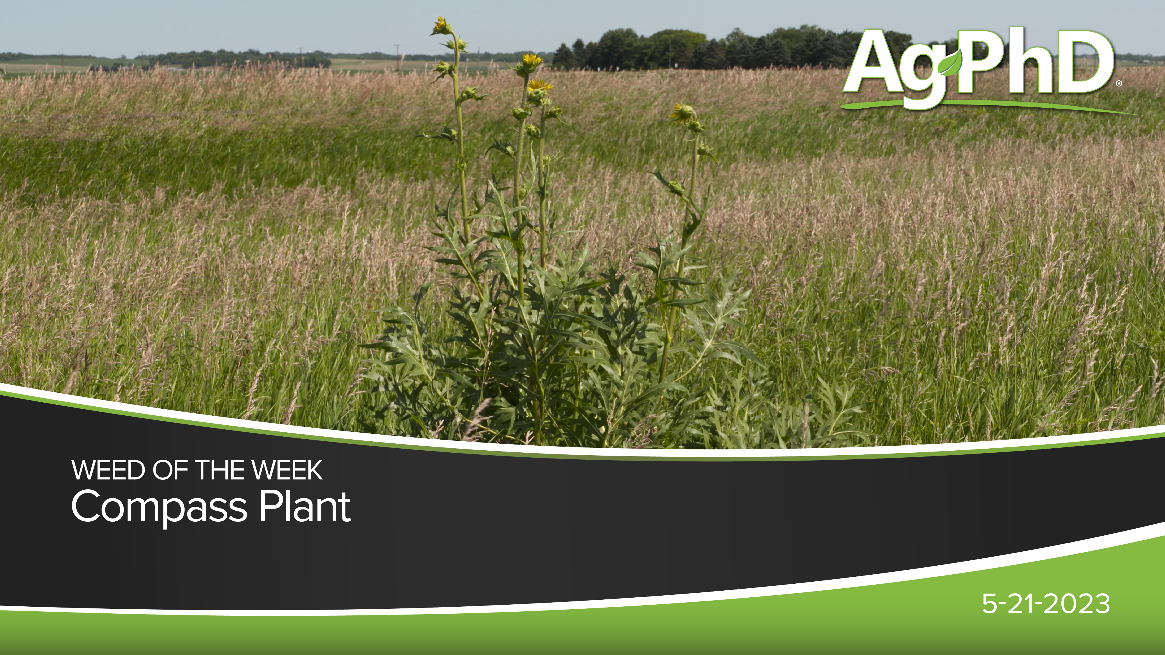 Compass Plant | Ag PhD