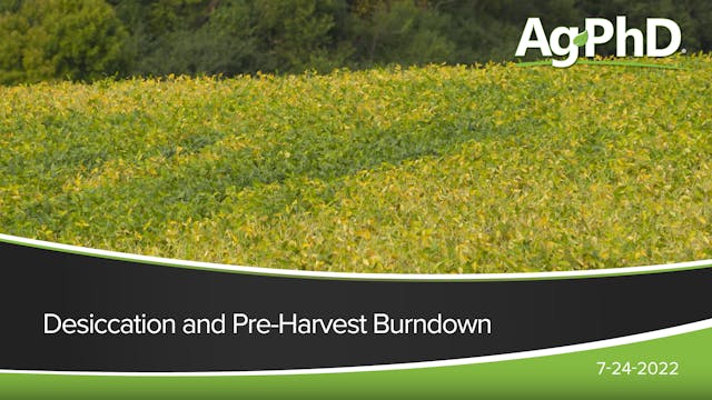 Desiccation and Pre-Harvest Burndown