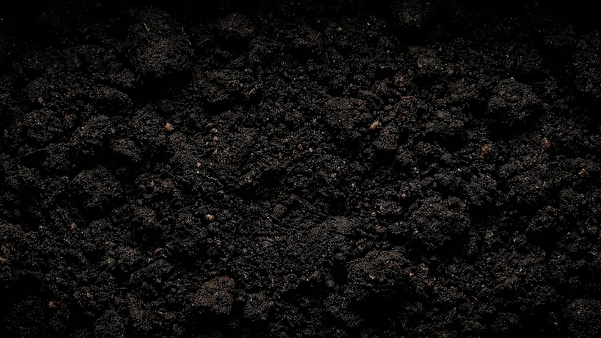 Expanded TS201 Bioinsecticide | NewLeaf Symbiotics