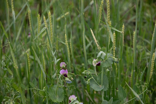 Pea Barley | Renovo Seed