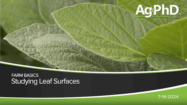 Studying Leaf Surfaces | Ag PhD