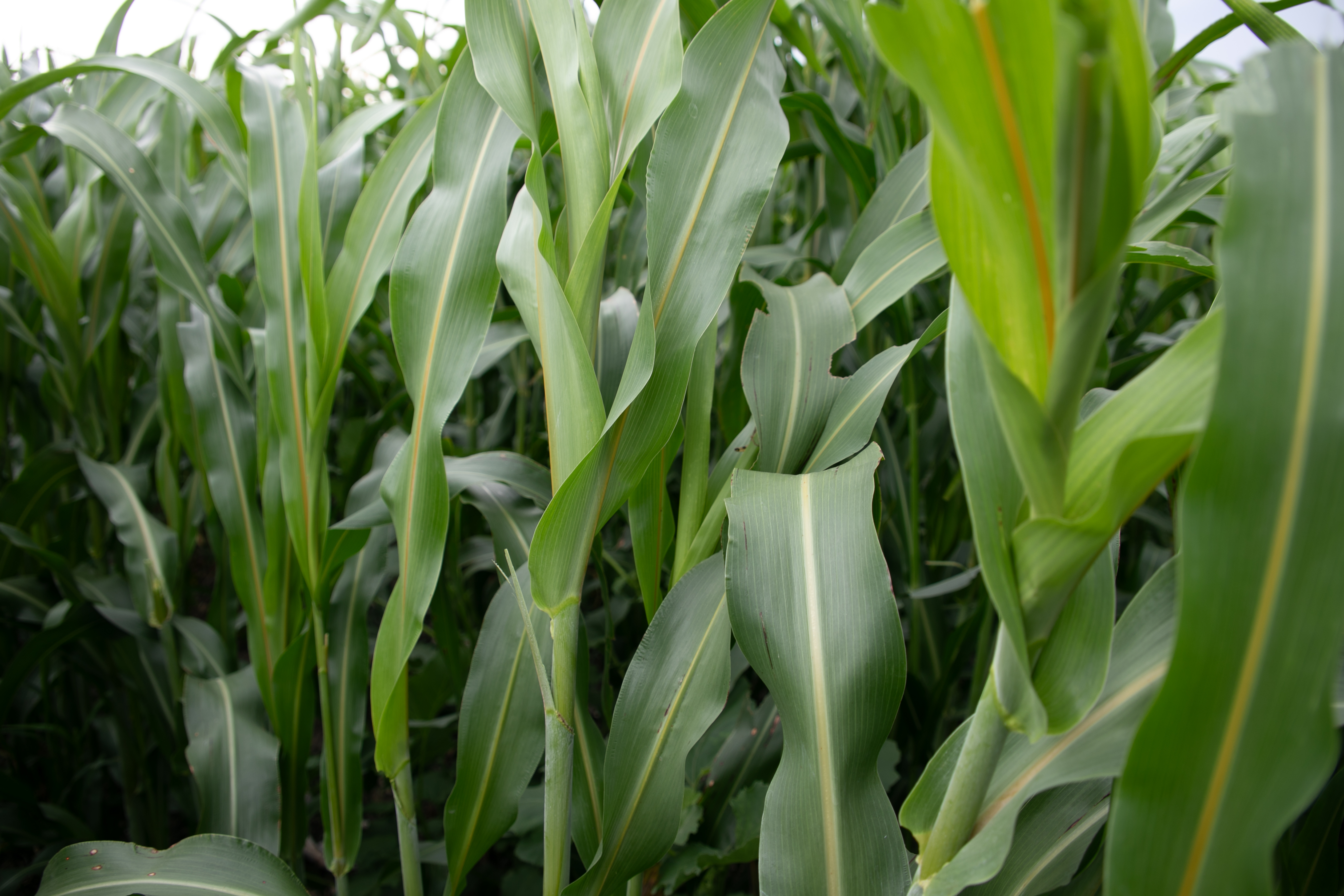 SorMax 100 | Renovo Seed