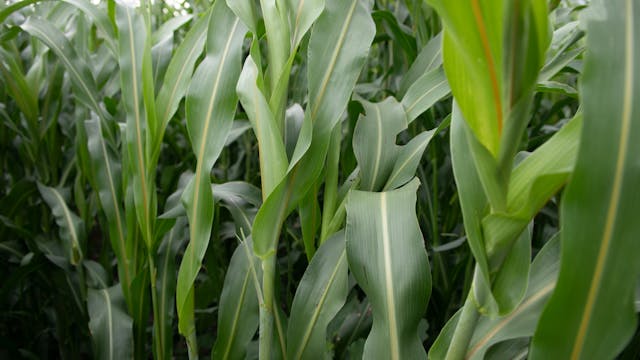 SorMax 100 | Renovo Seed