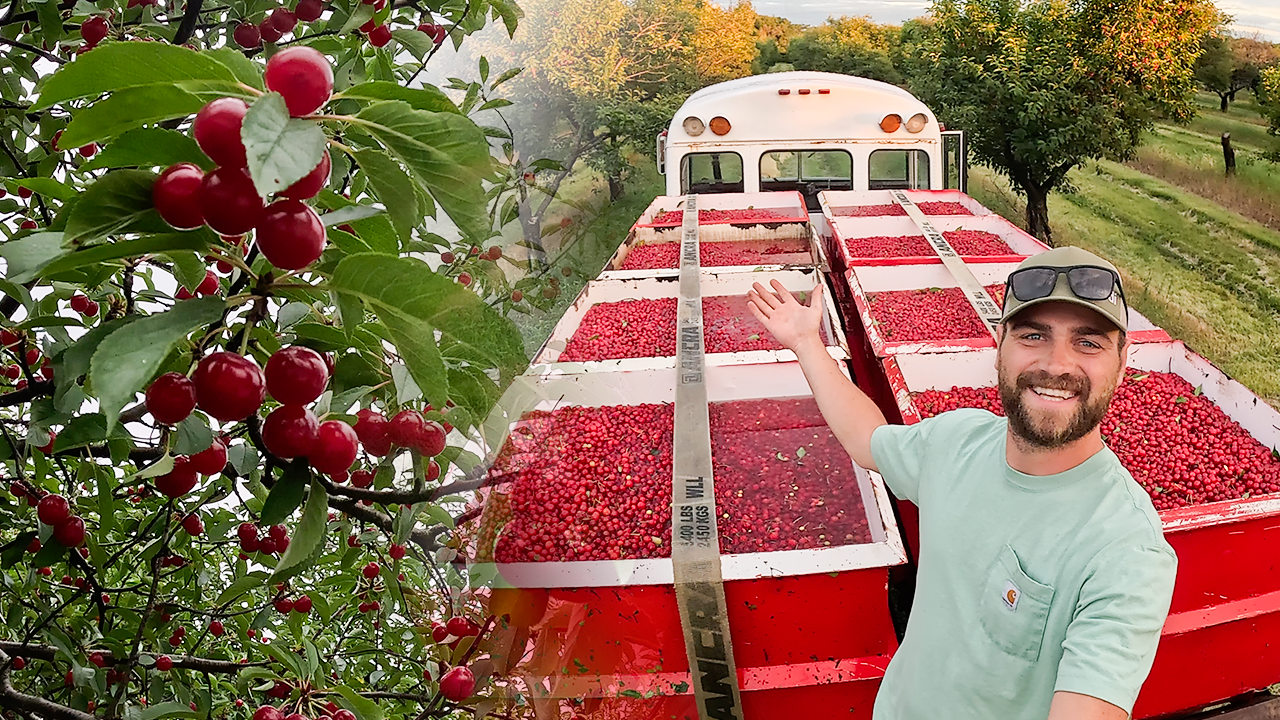 Harvest Begins | Behind the Scenes Look at Farm Life! | Pomes and Stones