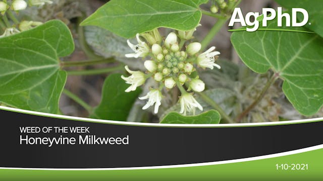 Honeyvine Milkweed | Ag PhD