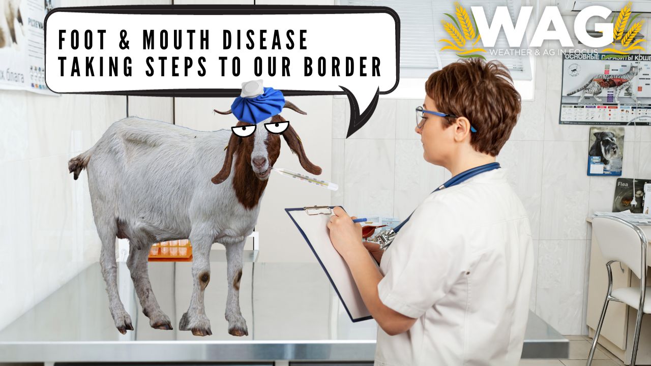 Foot & Mouth Disease Taking Steps to Our Border | WAG In Focus 10/2/23