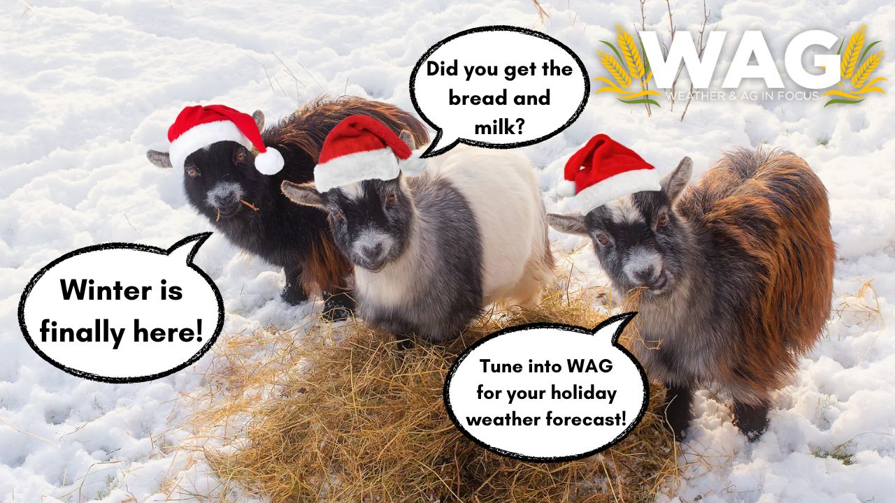 Winter is Finally Here! | WAG in Focus 12/11/23