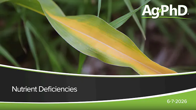 Nutrient Deficiencies | Ag PhD
