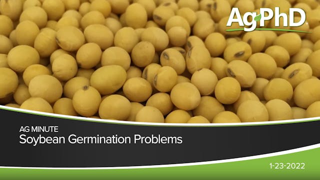 Soybean Germination Problems | Ag PhD