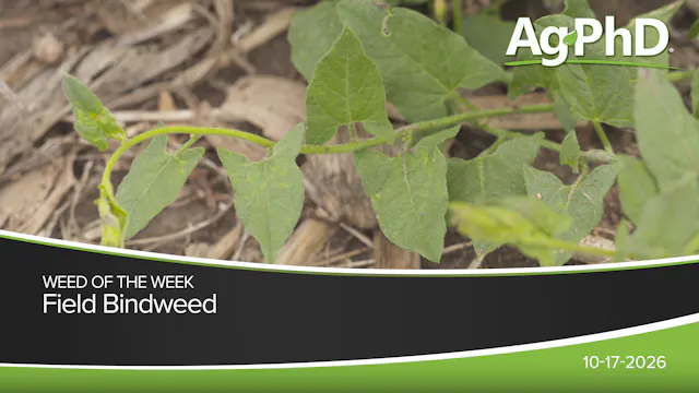 Field Bindweed | Ag PhD