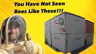 Sunny With a Chance of….. Bee Stings | Pomes and Stones