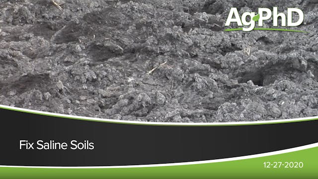 Fix Saline Soils | Ag PhD