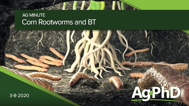 Corn Rootworms and Bt | Ag PhD