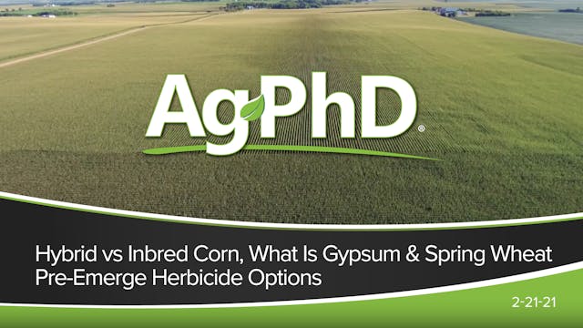 Hybrid vs Inbred Corn, What is Gypsum...