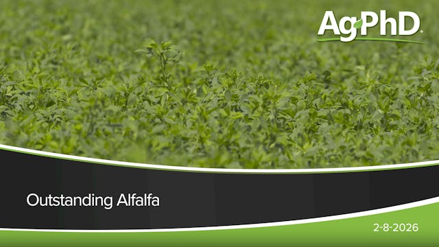 Outstanding Alfalfa | Ag PhD