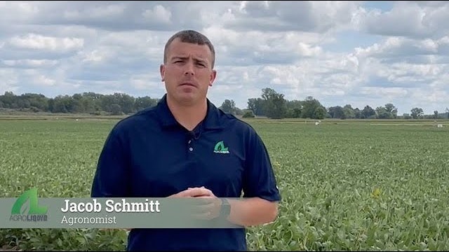 Technology in Field Scouting | AgroLiquid