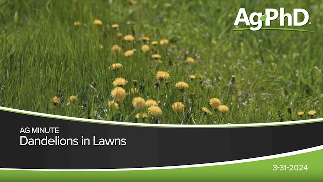 Dandelions in Lawns | Ag PhD
