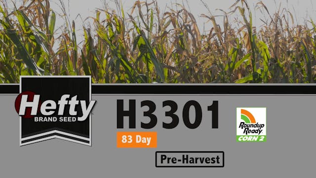 Hefty Brand Corn - H3301 at Pre-Harvest