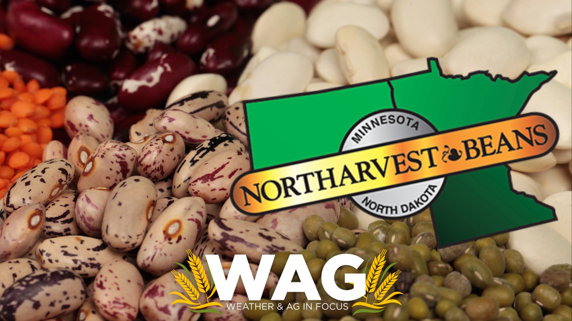  What Goes into Beautiful Beans in North Dakota - WAG In Focus 5-8-23