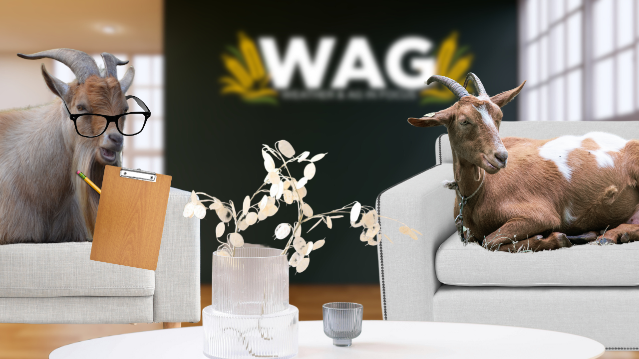 Saving Your Goat | WAG in Focus 01-12-25