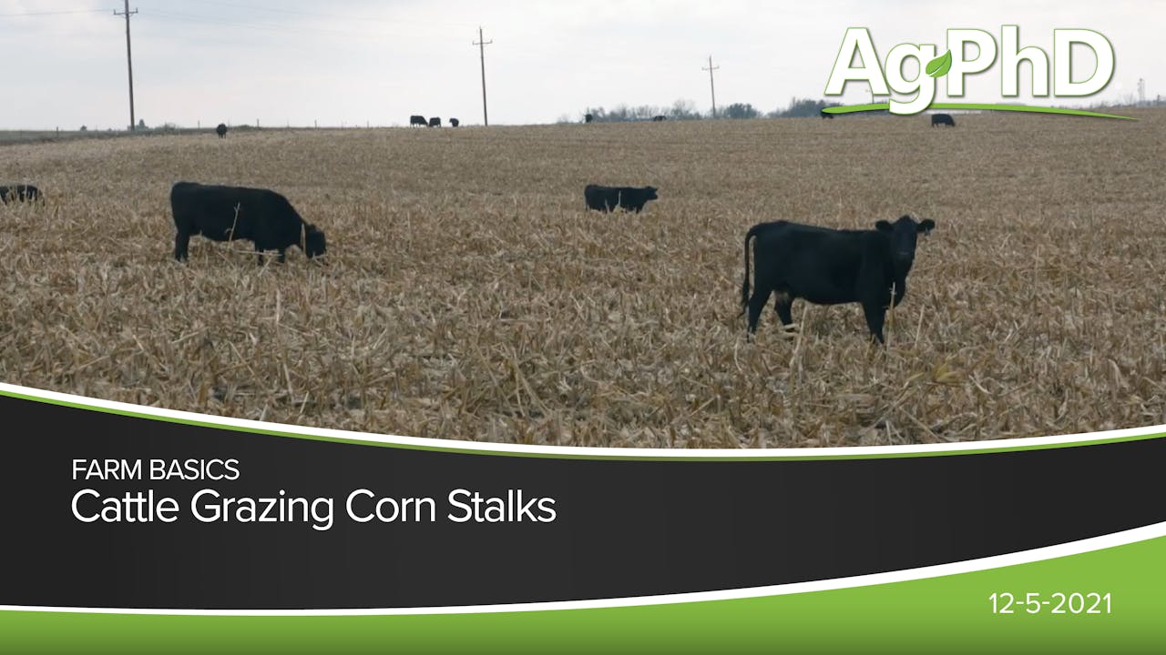 Cattle Grazing Corn Stalks 2021 AcresTV
