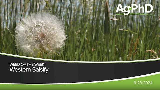 Western Salsify | Ag PhD