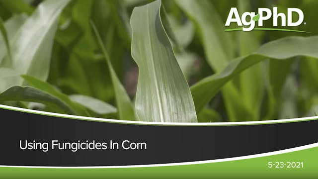 Using Fungicides In Corn