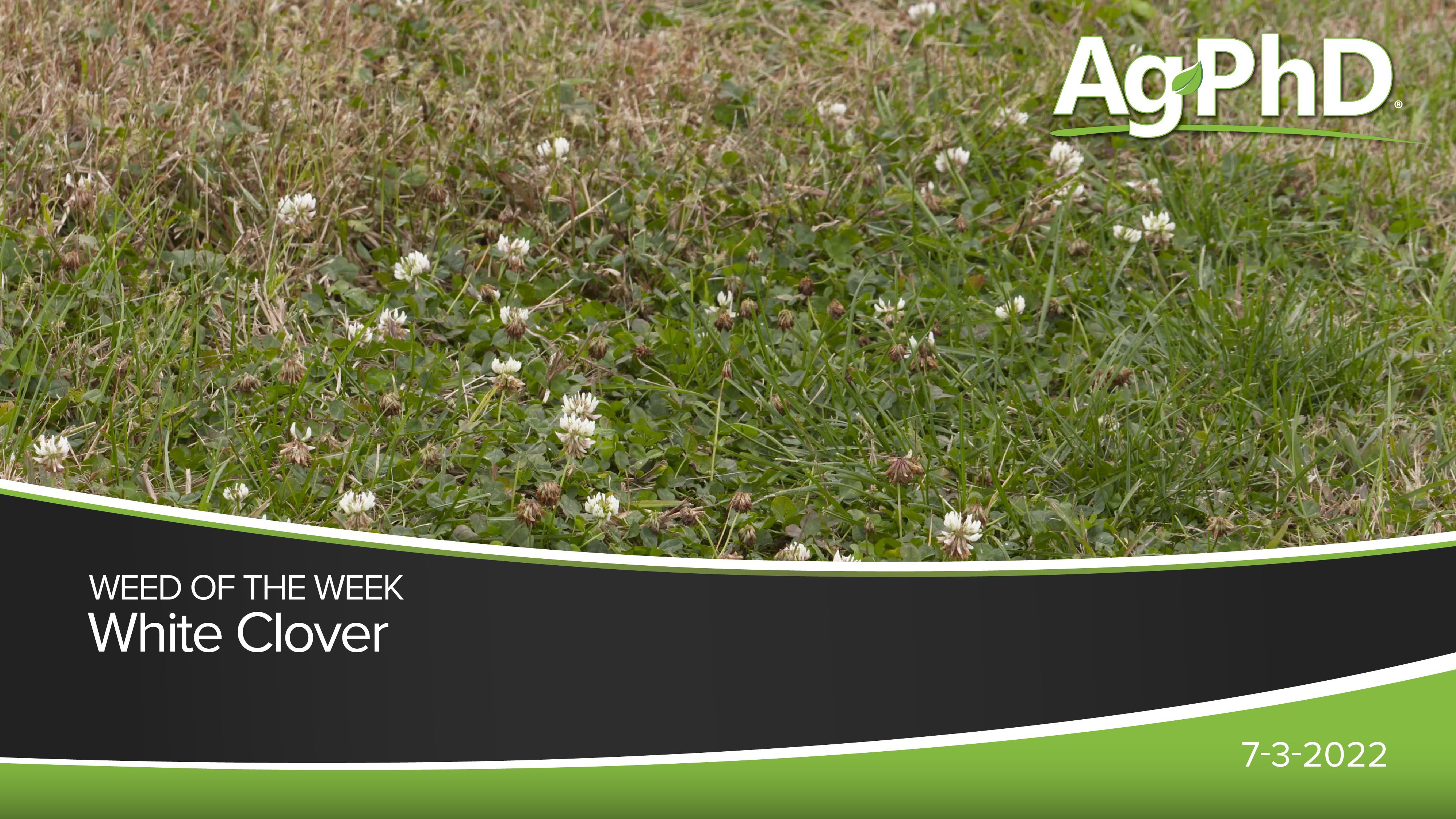 White Clover | Ag PhD