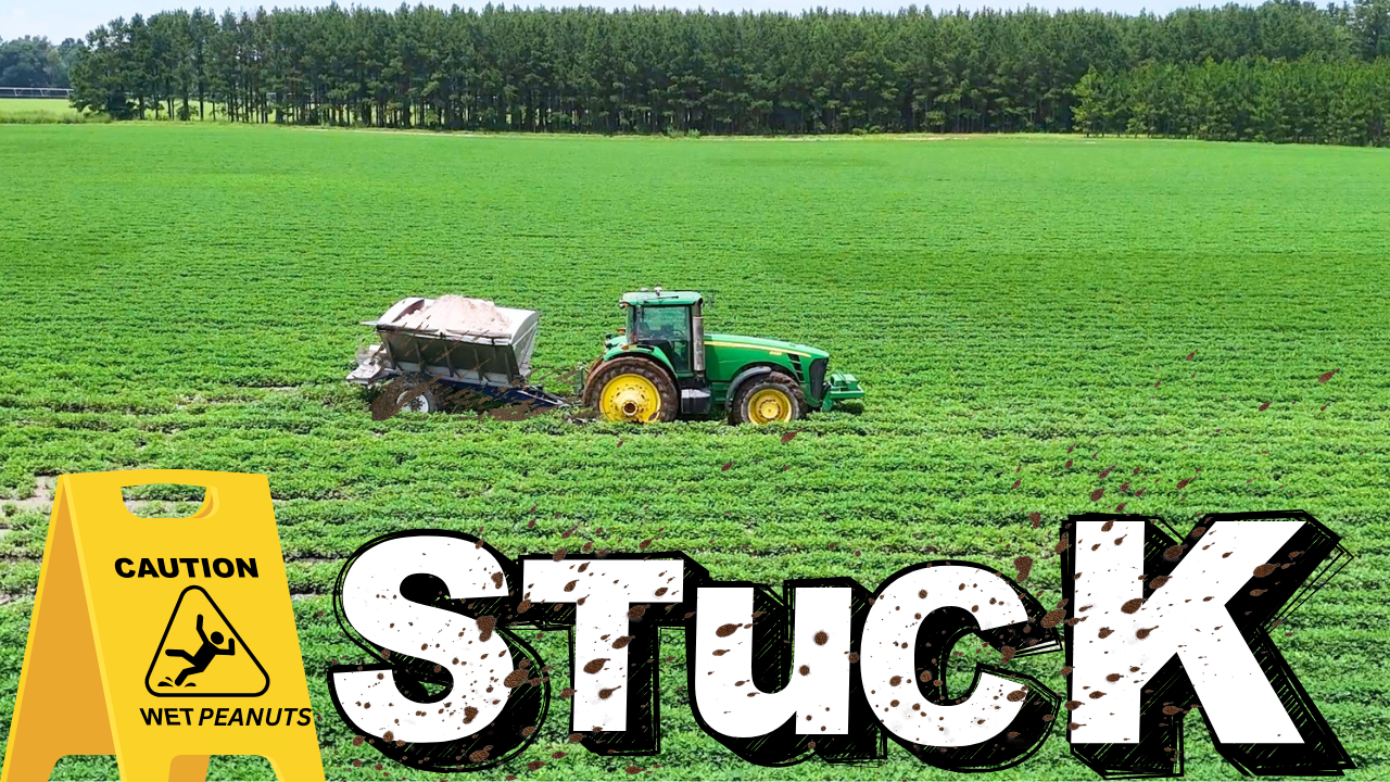 Stuck In The Middle Of A Peanut Field | Field Rows
