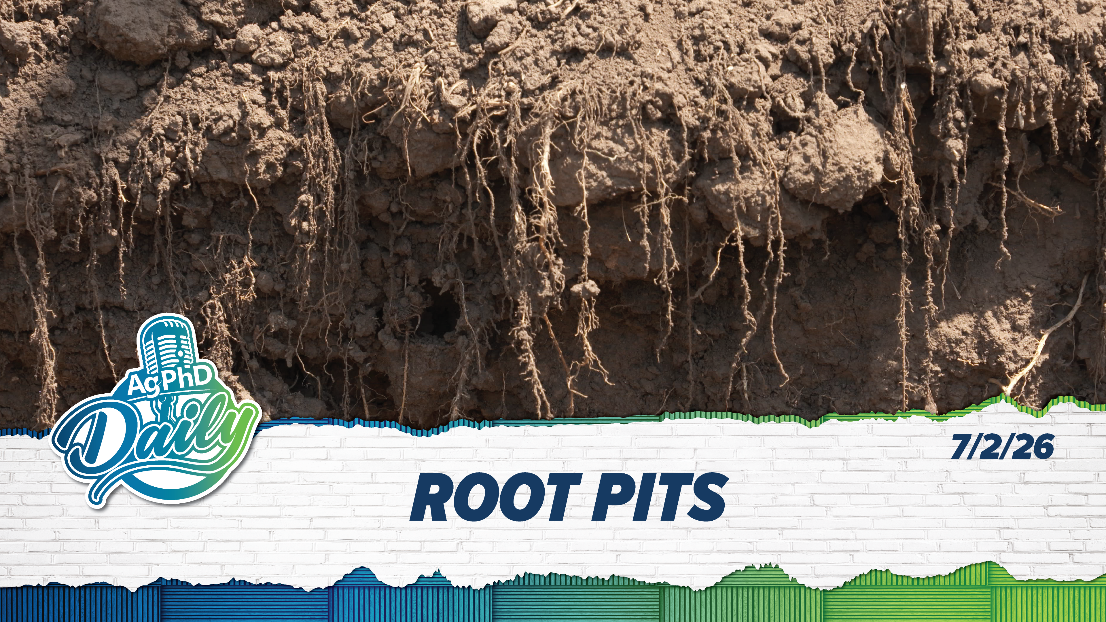 Root Pits | Ag PhD Daily | 7/2/26