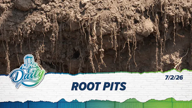 Root Pits | Ag PhD Daily | 7/2/26