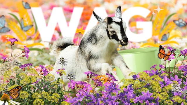 Don the Master Gardener | WAG in Focu...