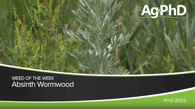 Absinth Wormwood | Ag PhD