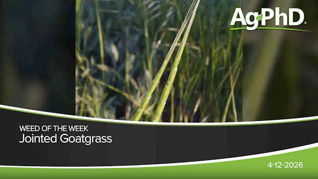 Jointed Goatgrass | Ag PhD