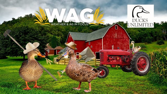 Farming With the Ducks | WAG in Focus...