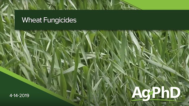 Wheat Fungicides | Ag PhD