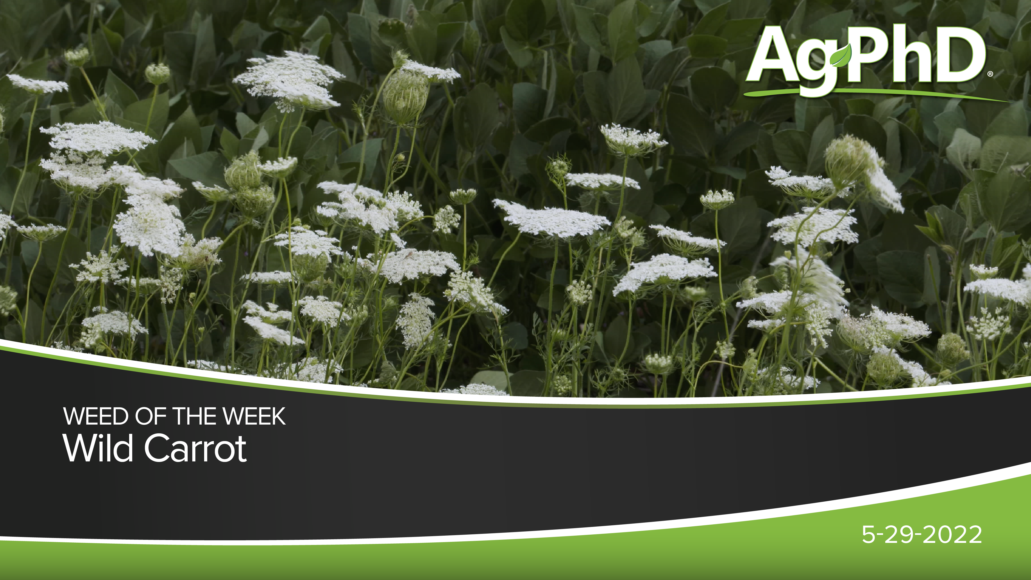 Wild Carrot | Ag PhD