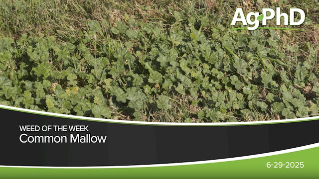 Common Mallow | Ag PhD