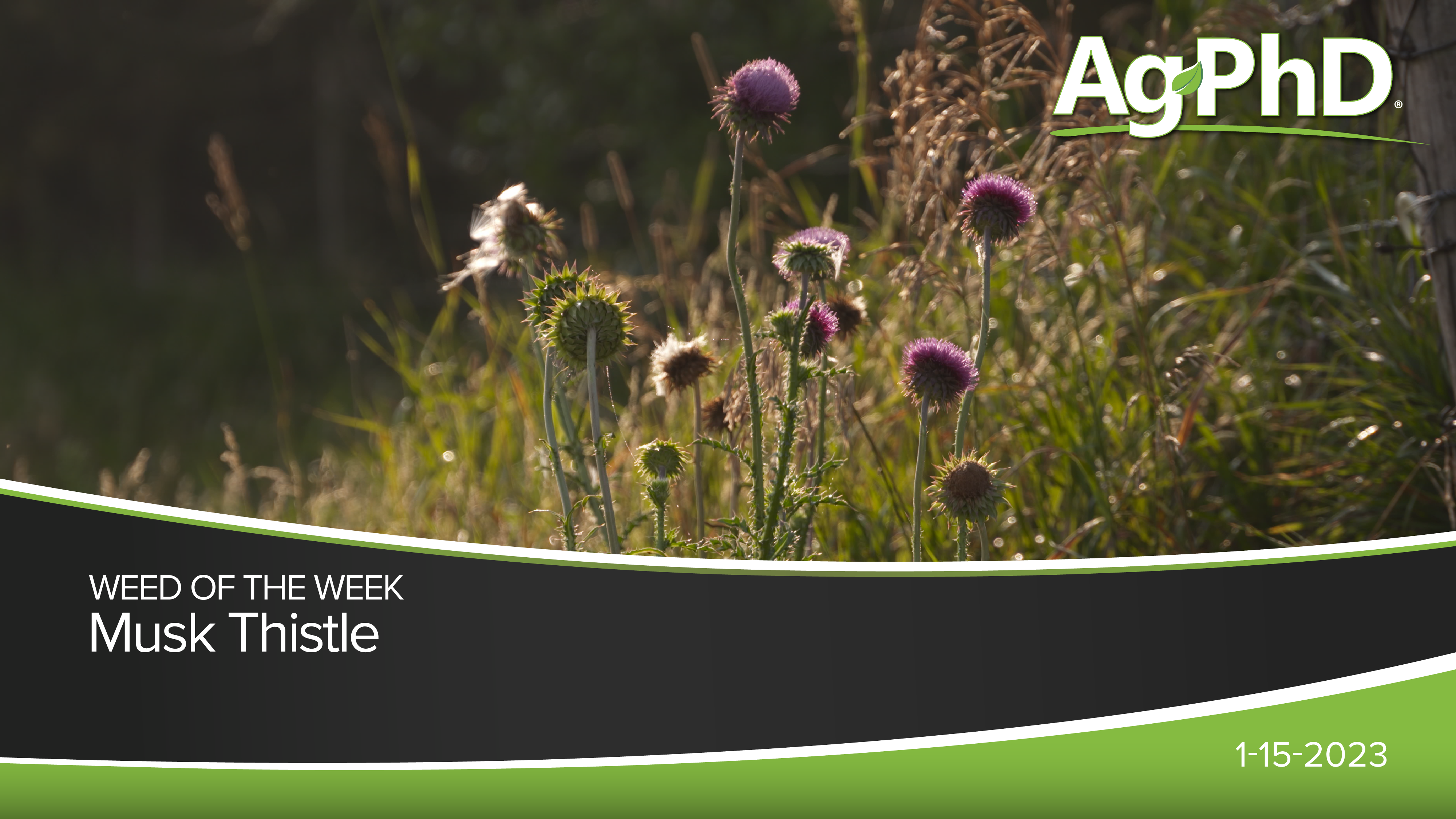 Musk Thistle | Ag PhD