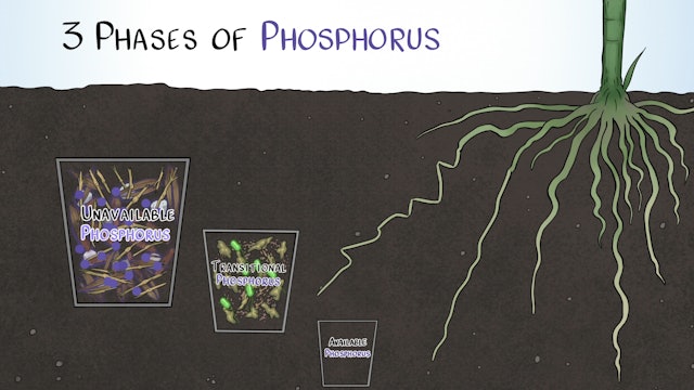 How Phosphorus Behaves in the Soil | Sound Ag