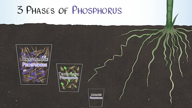 How Phosphorus Behaves in the Soil