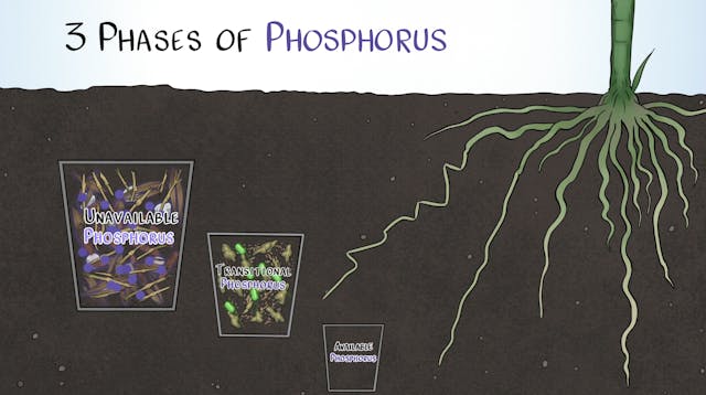 How Phosphorus Behaves in the Soil | ...