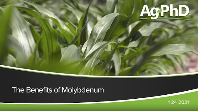 The Benefits of Molybdenum | Ag PhD