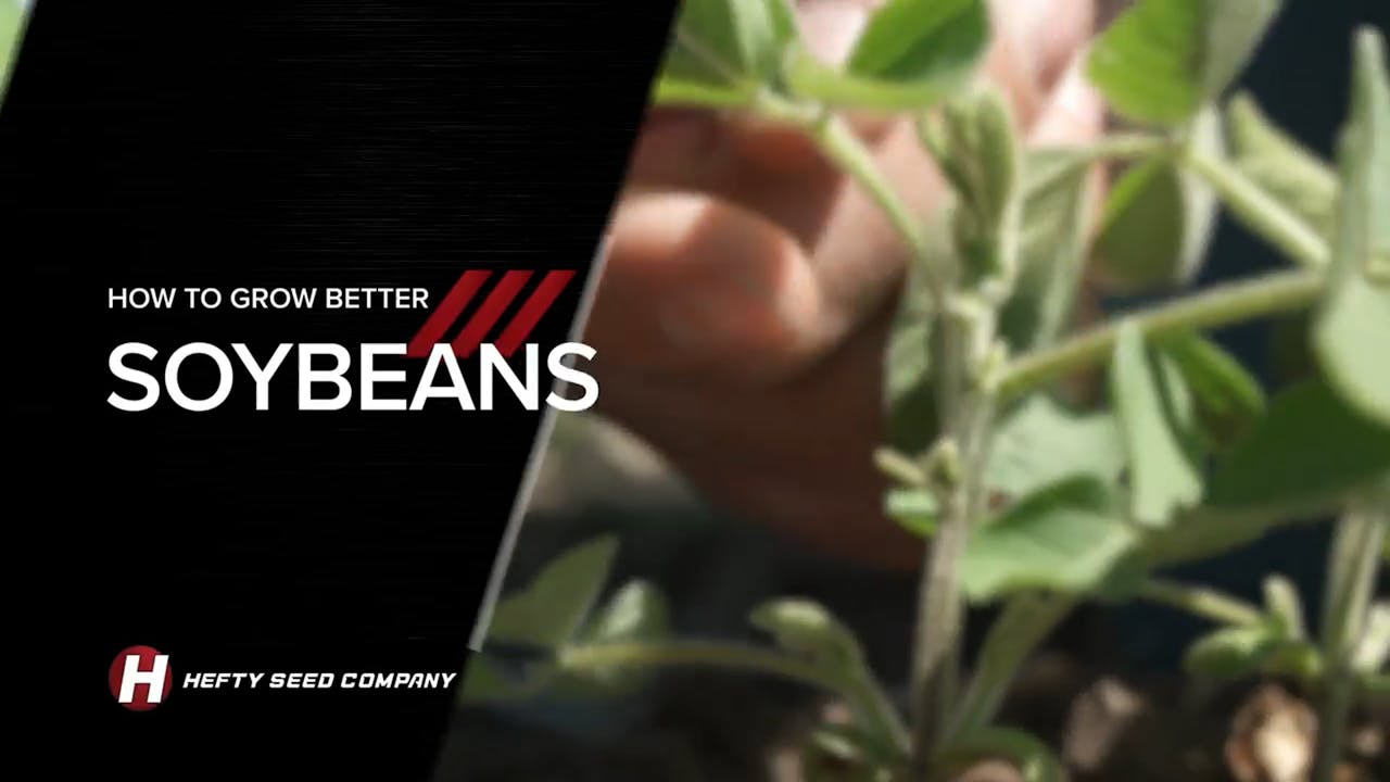 Controlling White Mold to Grow Better Beans How to Grow Better