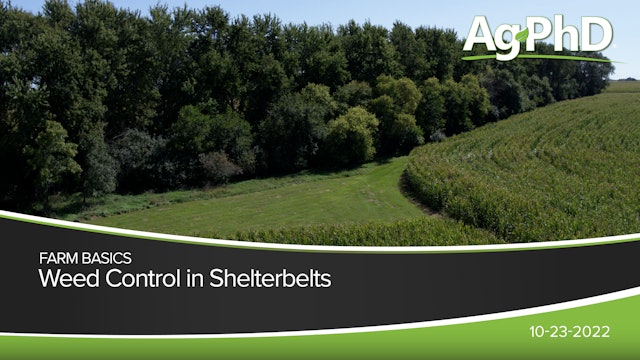 Weed Control in Shelterbelts | Ag PhD
