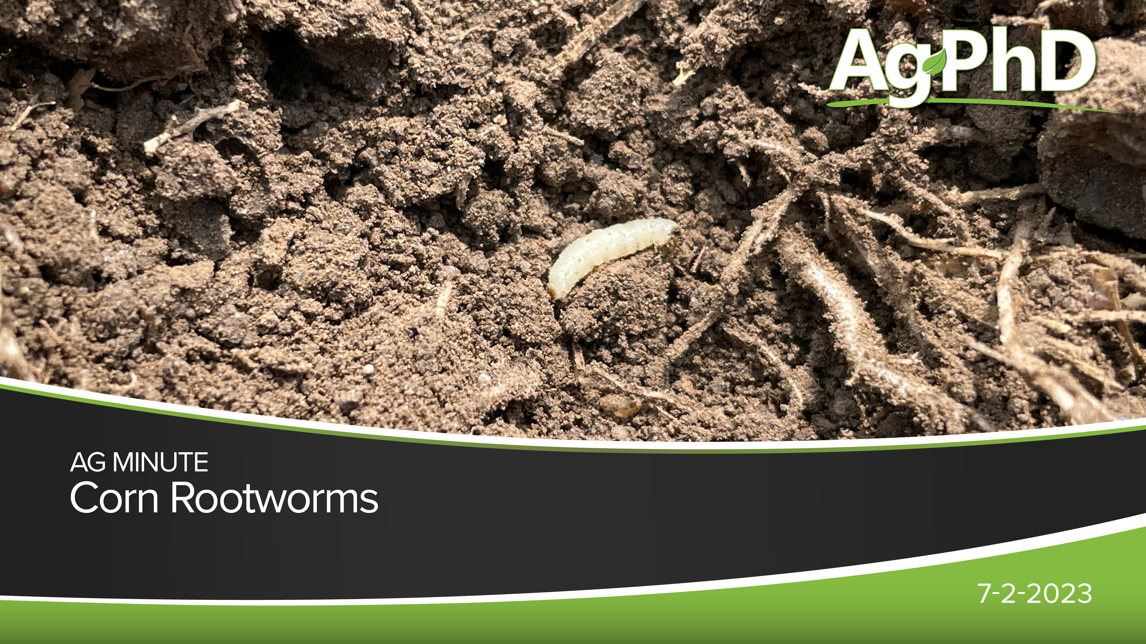 Corn Rootworm | Ag PhD